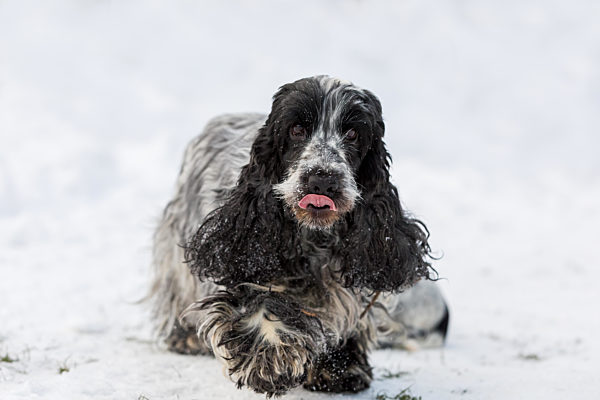 english cocker spaniel dog in snow winter