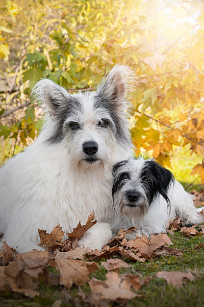 zwei Hunde, Freundschaft, Tierfreundschaft