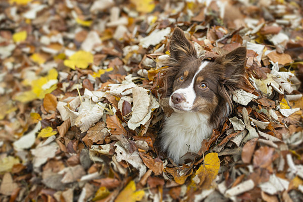 Dog hidden between a pile of autumn leafs with only its head peeking out
