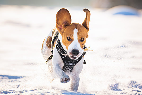 Beagle dog leaps through a snowy field toward the camera.