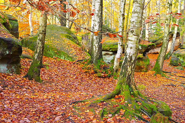 Labyrinth in der Saechsischen Schweiz im Herbst - so called Labyrint in the Elbe sandstone mountains in autumn