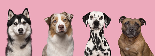 Portraits of various dogs looking at the camera on a pink background