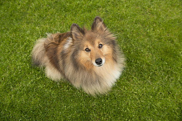 Cute shetland sheepdog looking up seen from a high angle view sitting outdoors on a grass field