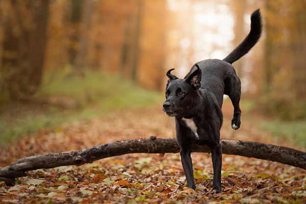 Hund, Labrador-Mix rennt springt im Herbst auf einem feldweg im herbstlichen Wald