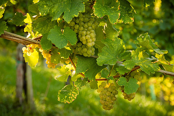 Crops of white grapes with green leaves on the vine. fresh fruits. Harvest time early Autumn.