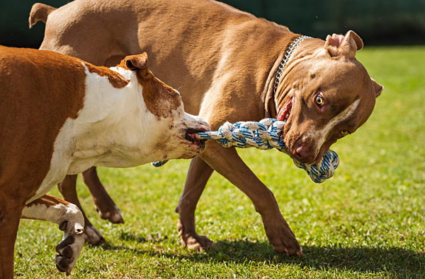 Two dogs amstaff terrier playing tug of war outside.