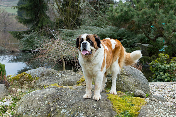 Portrait working breed of of St. Bernard dog
