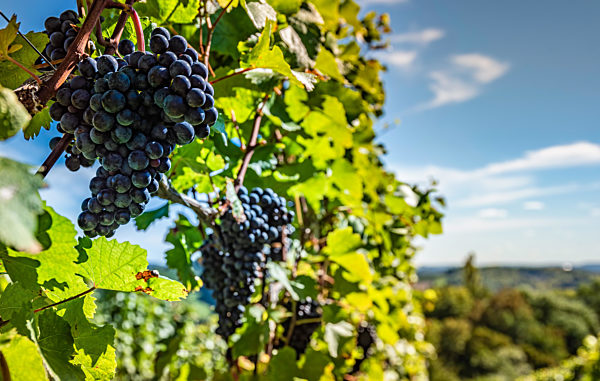 Red Grapes on the Vine at Styrian Vineyard. Harvest season in Autumn