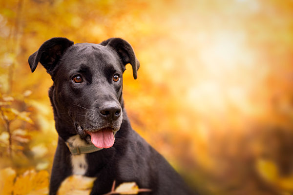 Hund, Labrador-Mix schwarz Portrait im herbstlichen Wald