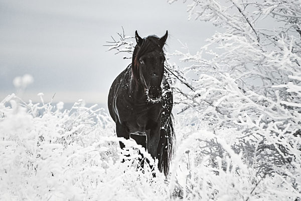 black horse among grass and trees in the snow. A horse in winter in the snow.