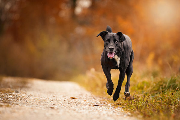 Hund, Labrador-Mix rennt springt im Herbst auf einem feldweg im herbstlichen Wald