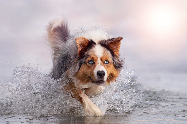 Hund, Australian Shepherd springt im Wasser beim schwimmen im Meer oder See