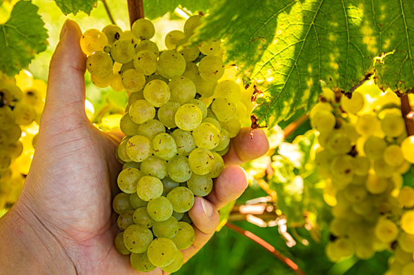 Grapes harvest. Farmer is holding a ripe white grapes in vineyard