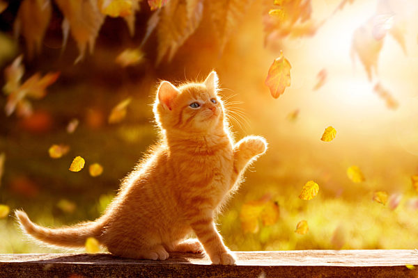 young kitten playing with foliage