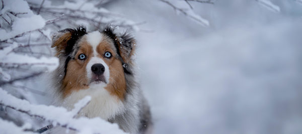 Hund, Australian Shepherd blickt in Kamera durch einen verschneiten Busch