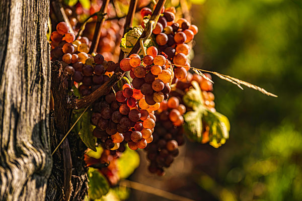 Red grapes growing on vine in bright sunshine light.