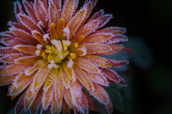 Frozen flower