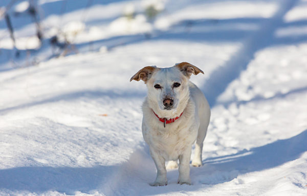 Dog in winter forest