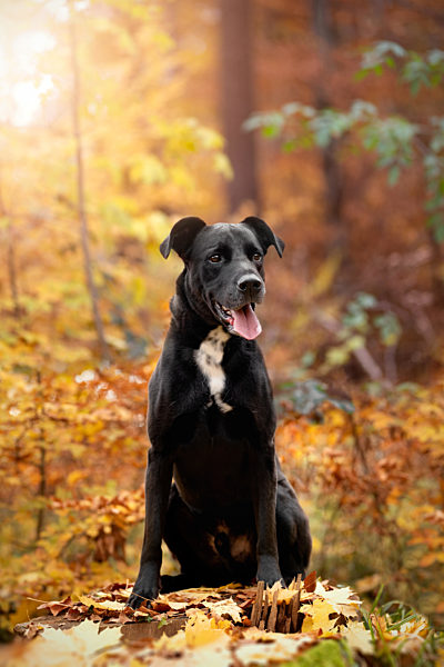 Hund, Herbst, sitzt, liegt im bunten Herbstlaub