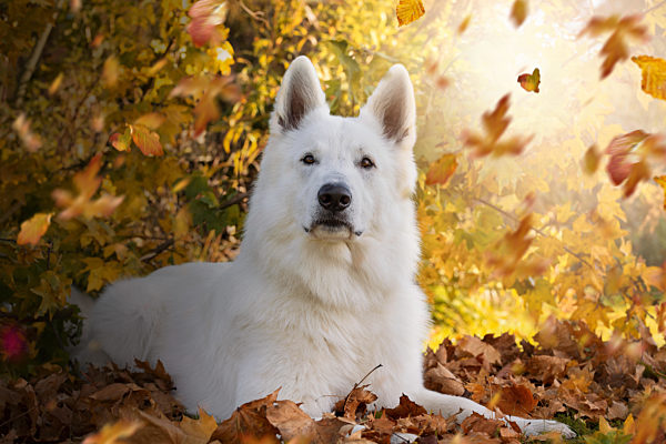 Weisser Schweizer Schäferhund im Herbst