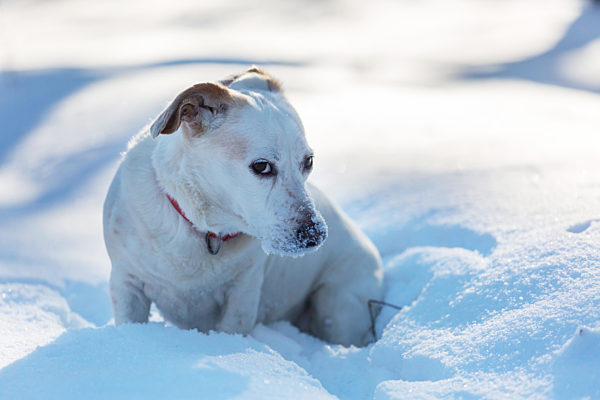 Dog in winter forest