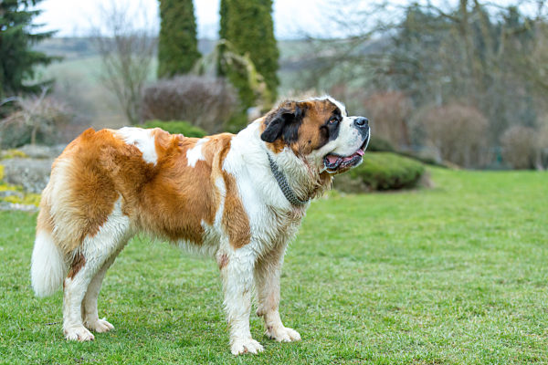 Portrait working breed of of St. Bernard dog