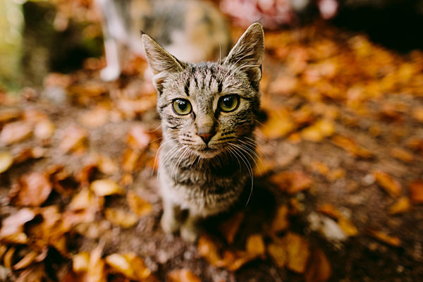Pretty kitten portrait