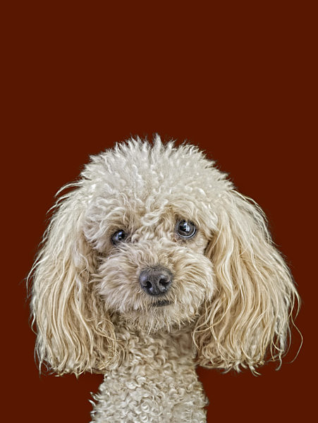 Apricot Medium Poodle Cutout