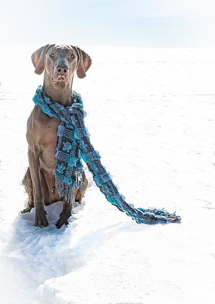 Weimaraner mit Schal im Schnee