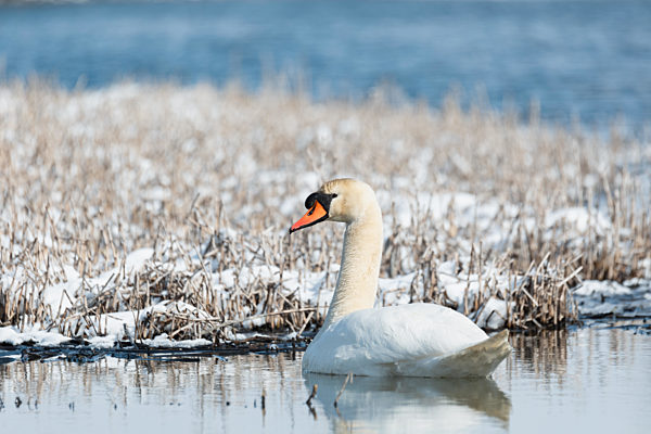 Wild bird mute swan in winter on pond