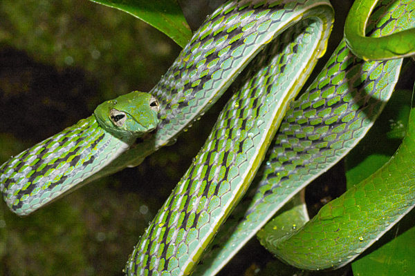 Green Vine Snake, Long-nosed Whip Snake, Sinharaja National Park Rain Forest, Sri Lanka
