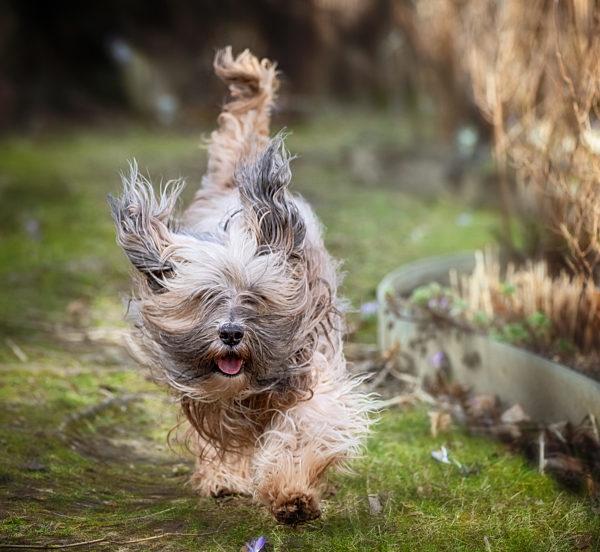 Tibetan terrier dog running in the garden