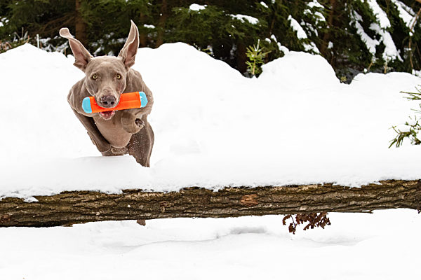Weimaraner Jagdhund apportiert über Hindernis