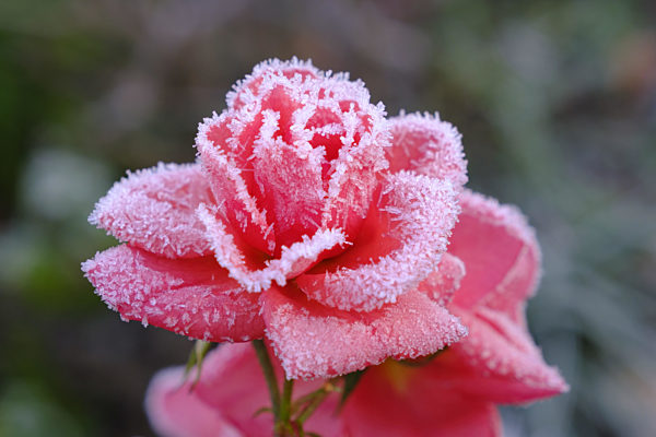 Rosenbluete mit Raureif