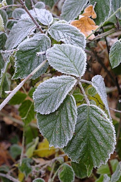 Blaetter einer Brombeerranke mit Raureif