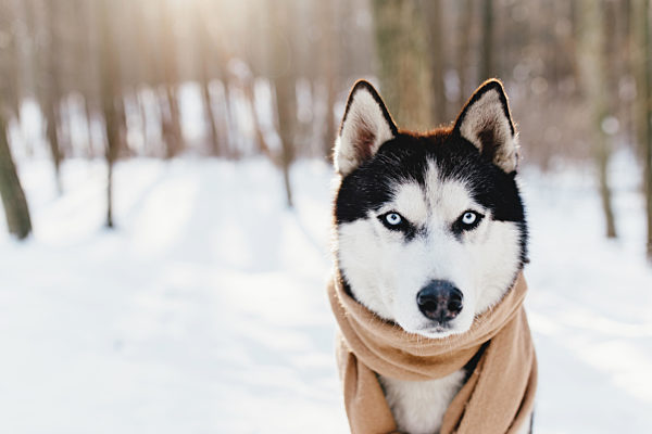 Husky wrapped in a scarf in a snowy forest