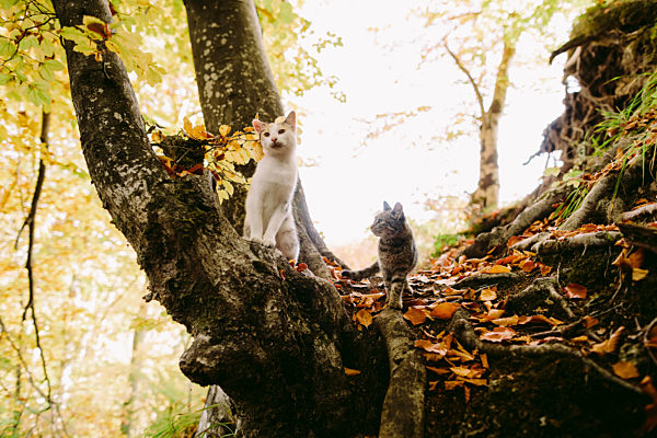 Two cute cats walk in forest