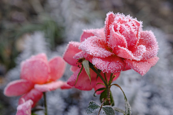 Rosenbluete mit Raureif