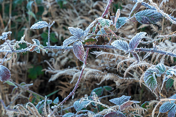 Frosty briar at Chailey Nature reserve in East Sussex