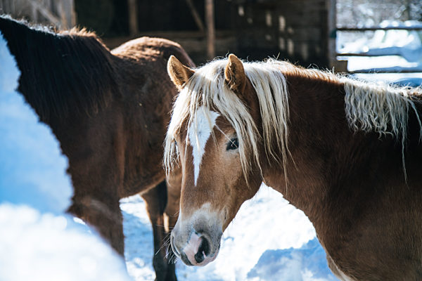 Brown horse in paddock: Idyllic scenery in winter