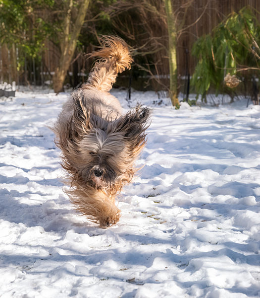Tibetan terrier dog running in the snow