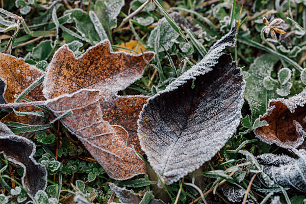 Close-up of pale brown birch and oak leaves on ground in green frosty grass. Leaves of trees lie on horizontal surface. Concept - background for design.