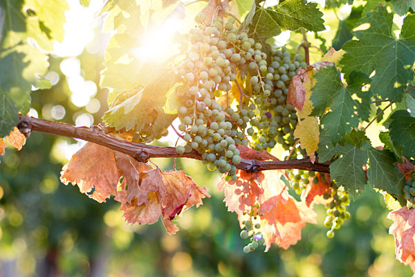 Ripe Vine grapes on a farm, Tuscany, Italy