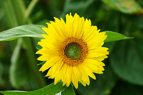 Blooming yellow sunflower on a green background
