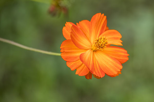Garden Cosmos (Cosmos sulphureus Cav.) growing and flowering in a garden in Italy