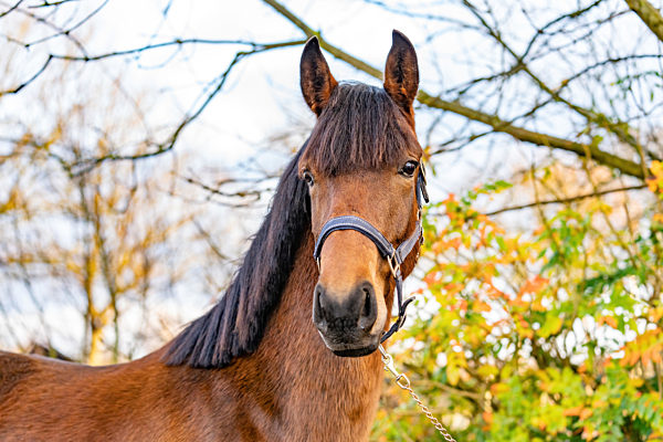 A head of a brown KWPN stallion, Dutch Warmblood horse, 2 years old. Outside against a green and yellow natural background