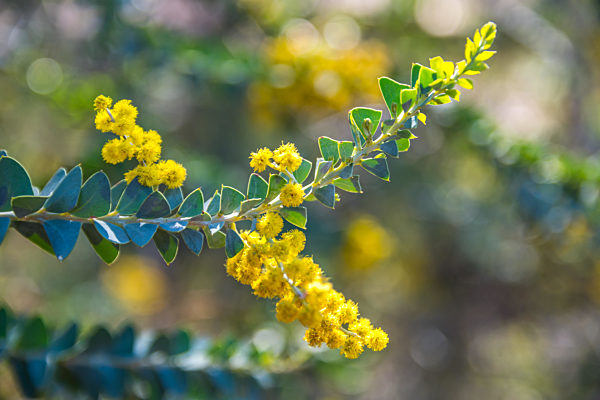 A yellow wildflowers in Boyce Thompson Arboretum SP, Arizona