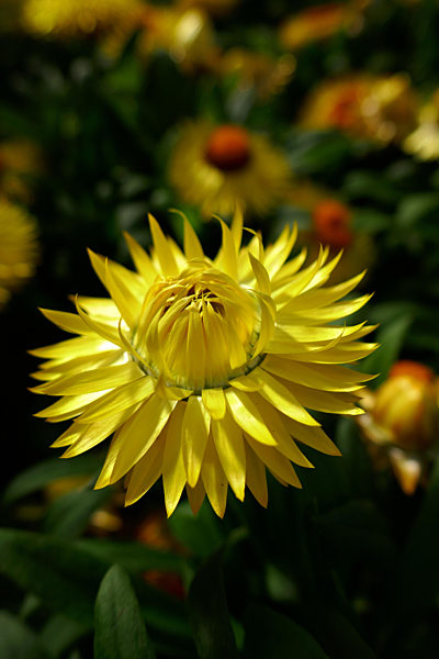 Helichchrysum bracteatum