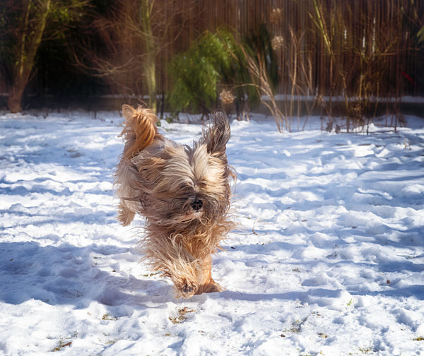 Tibetan terrier dog running in the snow