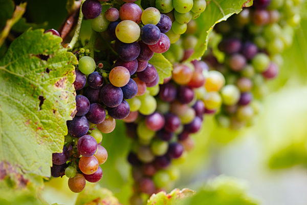 Vines on Mornington Peninsula in Australia